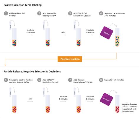 Image result for Negative Selection