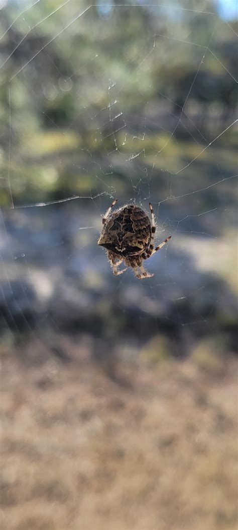 Need help : r/arachnids