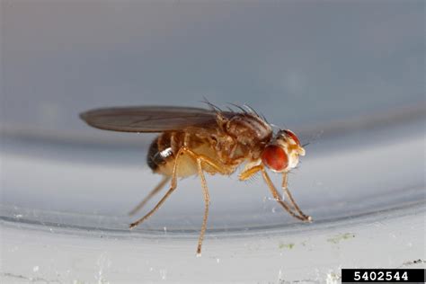 What Attracts Vinegar Flies at Katharyn Frisina blog