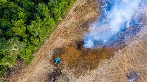 The Amazon rainforest may be nearing a point of no return | Condé Nast ...