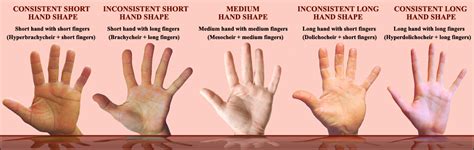 Image result for Genetics in Hand Shape
