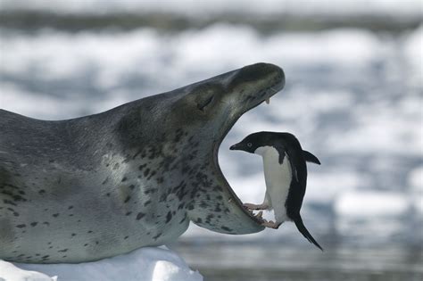Leopard Seal Facts