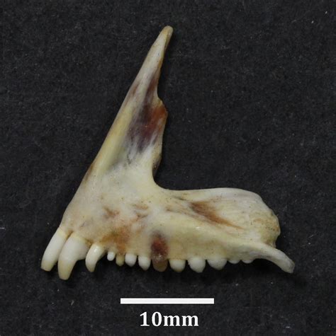 Acanthopagrus berda