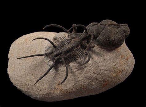 Image result for Rarest Fossils