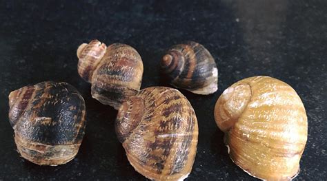 LA FERME AUX ESCARGOTS (2025) All You Need to Know BEFORE You Go (with ...