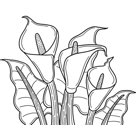 Download Calla Lily, Flowers, Plant. Royalty-Free Stock Illustration ...