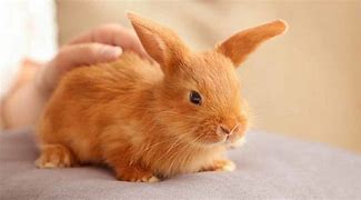 Image result for Rabbit Care Kit