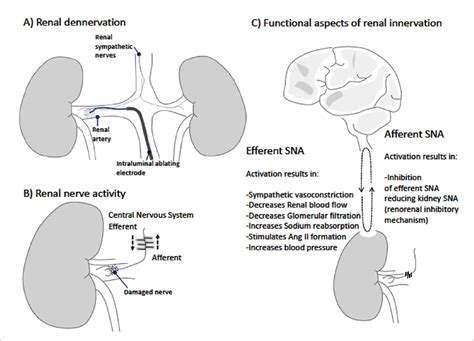 SciELO - Brasil - Renal sympathetic denervation for resistant hypertension: where do we stand ...