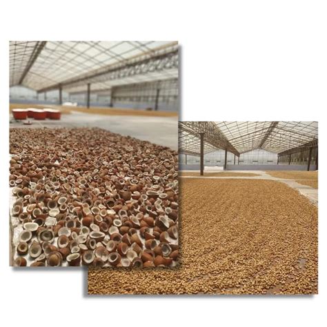 Harappa cold pressed oil extraction