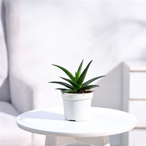 UGAOO Aloe Vera Mini Plant Succulent Live Plant With Grow Pot : Amazon ...