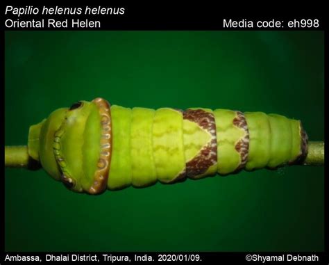 Papilio helenus | Butterfly