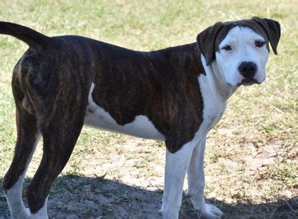 Flowbee Dogs 的图像结果