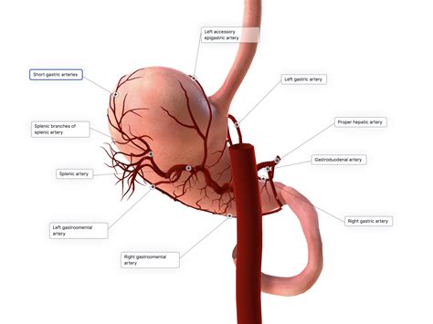 Right Gastric Artery