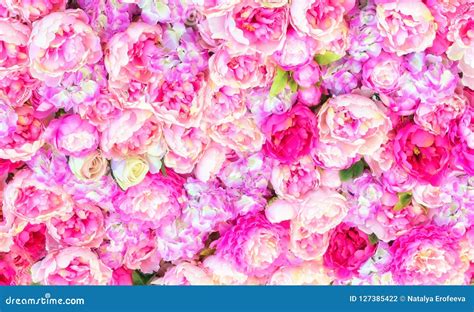 Beautiful Background of Artificial Pink Peonies. Wedding Festive ...