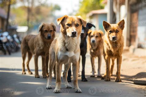 pack of stray stray dogs on a city street. problem of abandoned stray ...
