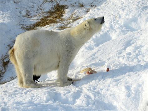 Polar Bear Ranua Zoo 的图像结果