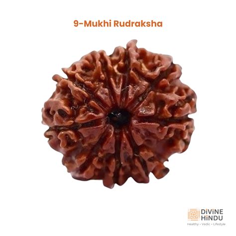 Buy 9 Mukhi Rudraksha Online for Strength | Divine Hindu
