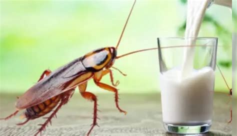 4 Least Known Health Benefits of Cockroach Milk - lifeberrys.com