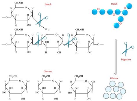 Bildergebnis für amylase