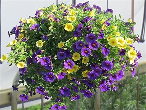 Creative Farmer Flower Seeds : Petunia Multiflora Seeds Suitable For ...