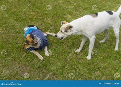 Image result for Alien Cross Breeding with Humans