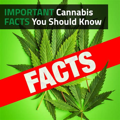 Important Cannabis Facts You Should Know | Vaperite