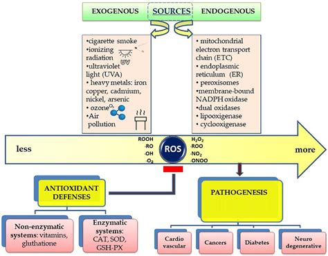 Frontiers | Lifestyle, Oxidative Stress, and Antioxidants: Back and Forth in the Pathophysiology ...