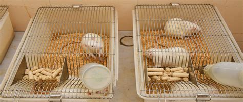 Animal House Facility