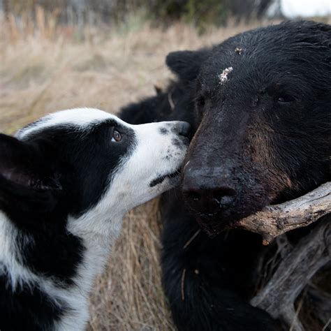 What Dogs Are Used To Hunt Bears