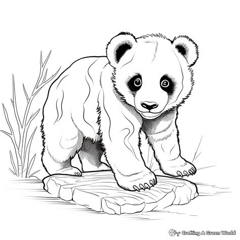 Panda Bear Coloring Page