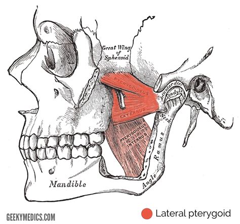 Lateral Pterygoid Muscle