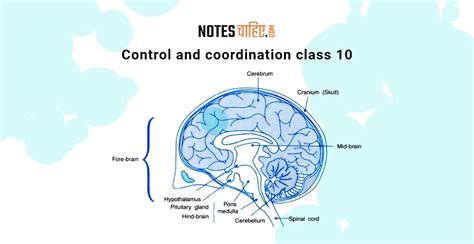 Image result for Control and Coordination Class 12