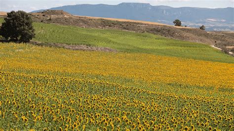 Este pueblo burgalés presume del mayor mar de girasoles del país y casi ...