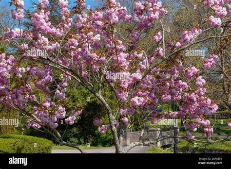 Cherry Tree 的图像结果