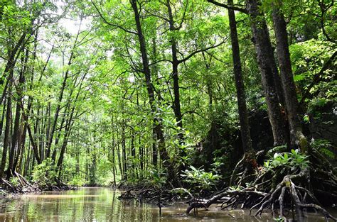 Navi Mumbai: CIDCO completes transfer of 908 hectares of mangrove land ...