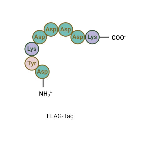 Peptide Affinity Tags for Protein Purification