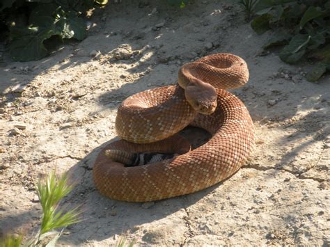 Red Diamond Rattlesnake Facts and Pictures