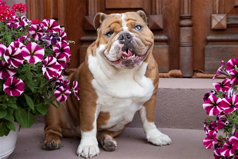 Dog Names For English Bulldogs