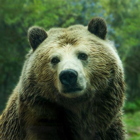 Can Bears Get Rabies? Yes—With Some Caveats. - Backpacker