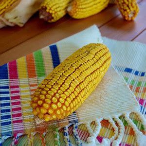 WILLVINE GOI -IX Cooks Early Yellow Dent Corn-[100g] Seed Price in ...