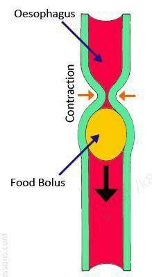 Draw a neatly labeled diagram showing a peristaltic movement in ...