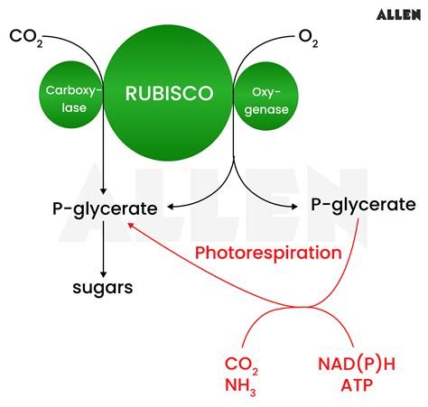 Photosynthesis in Higher Plants: Chlorophyll, C4 Pathway and factors