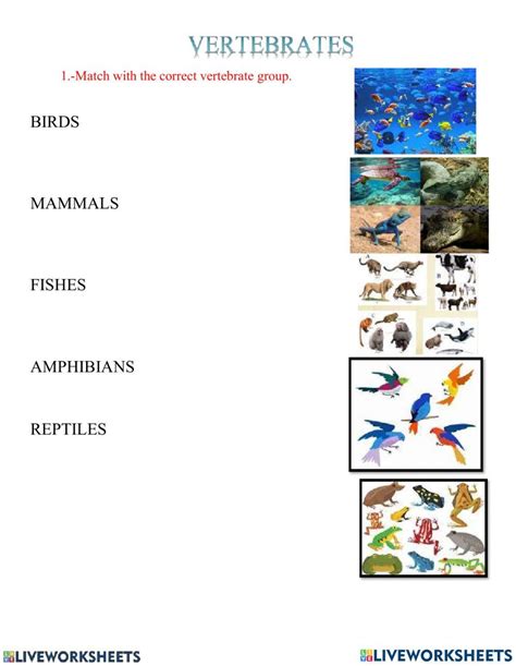 Image result for Classification Key Vertebrates KS2