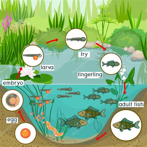 Animal Life Cycle Of Fish at Georgia Foy blog