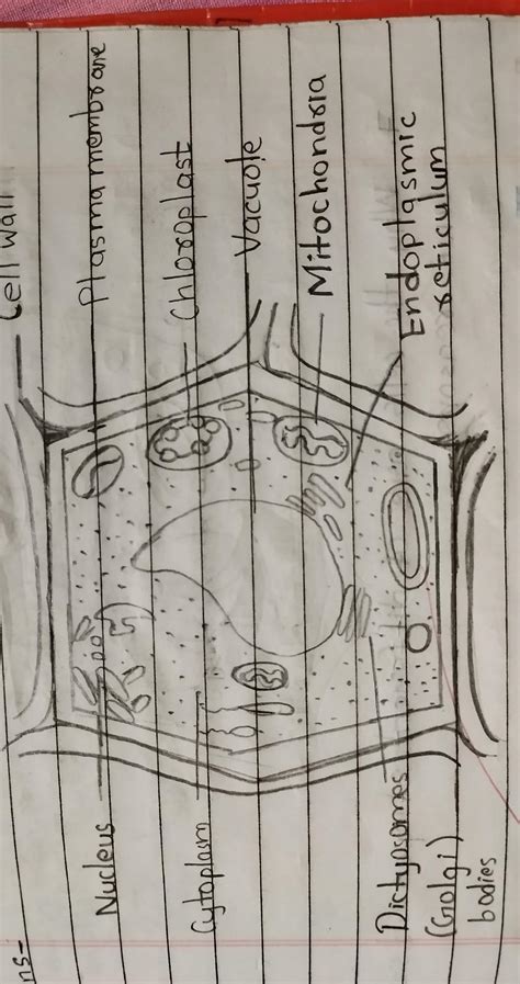 2. Draw and label the general diagram of i. animal cell i. plant cell ...