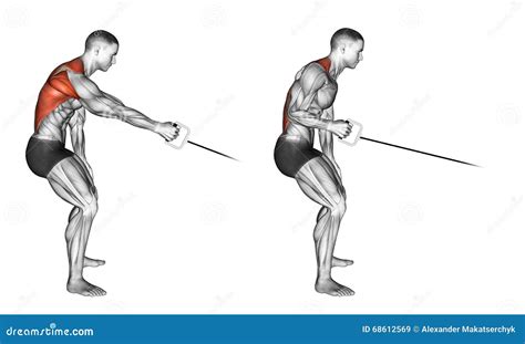 Standing Cable Row Muscles Worked