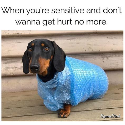 65 Dachshund Memes and Wiener Dog Humor ideas | weenie dogs, wiener dog ...