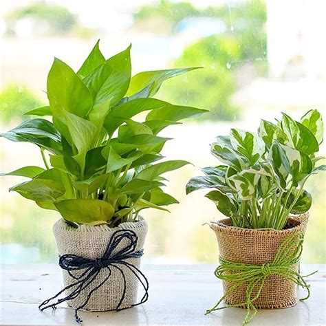 Buy/Send Magnificent Money Plants In Jute Wrap For Happy Moments Gifts ...