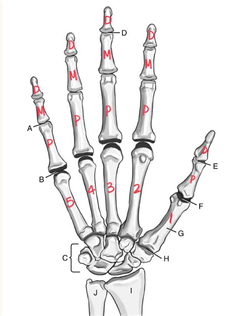 Image result for Hand Anatomy Tutorial