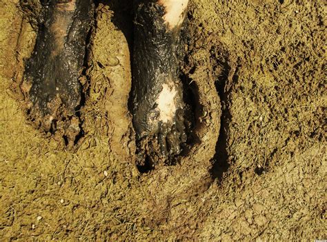 Mud puddle visuals showing - jzamother